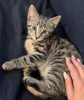 The Eagles: Desperado -  Exotic Shorthair Cat Available for Adoption - The Eagles: Desperado | PetCurious