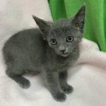 Teak--Adoptable with Bonded Companion, Pine -  Domestic Short Hair Cat for Adoption in Green Valley, Arizona - Teak--Adoptable With Bonded Companion, Pine | PetCurious