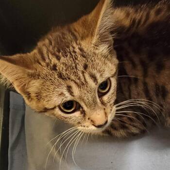 Honeysuckle -  Domestic Short Hair Cat for Adoption in Baltimore, Maryland - Honeysuckle | PetCurious