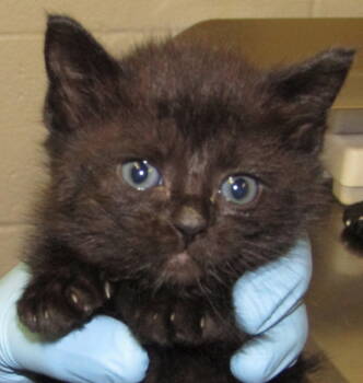 Rescue Domestic Short Hair Cats for Adoption in Raleigh, North Carolina - Jessica | PetCurious