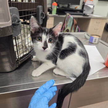 Rescue Domestic Short Hair Cats for Adoption in Chattanooga, Tennessee - Skipper | PetCurious