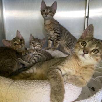Hunter -  Domestic Short Hair Cat for Adoption in Dayton, Ohio - Hunter | PetCurious