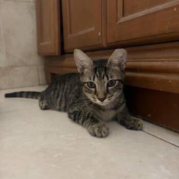 Phoenix -  Domestic Short Hair Cat for Adoption in Pompano Beach, Florida - Phoenix | PetCurious