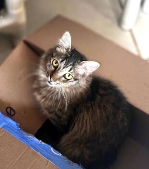 Cookie -  Domestic Short Hair Cat for Adoption in Phoenix, Arizona - Cookie | PetCurious