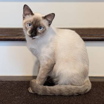 Rescue Domestic Short Hair Cats for Adoption in Houston, Texas - Skye | PetCurious