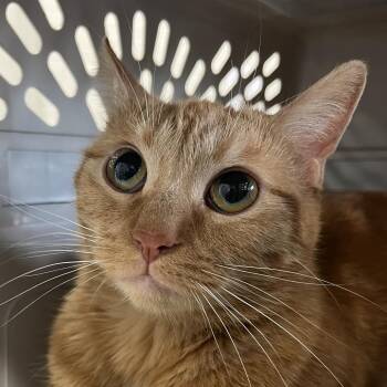Dolly Parton -  Domestic Short Hair Cat for Adoption in Dearborn, Michigan - Dolly Parton | PetCurious
