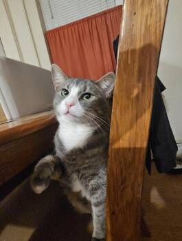 Domestic Short Hair Cats Available for Adoption - Stormy Punkin | PetCurious