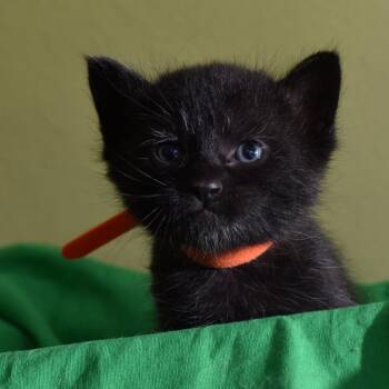 Ada Lovelace -  Domestic Short Hair Cat for Adoption in Portland, Oregon - Ada Lovelace | PetCurious