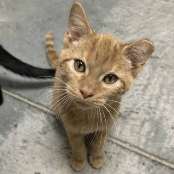 Rescue Domestic Short Hair Cats for Adoption in Cincinnati, Ohio - Pipsqueak | PetCurious