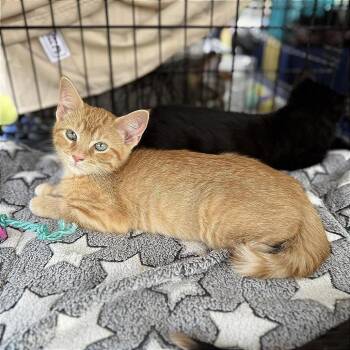 Francis -  Domestic Short Hair Cat for Adoption in Plainfield, Illinois - Francis | PetCurious