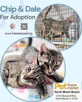 Chip and Dale -  Domestic Short Hair Cat for Adoption in Miami, Florida - Chip And Dale | PetCurious