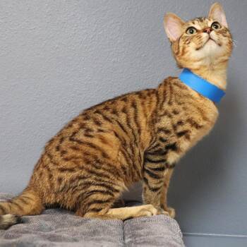 Domestic Short Hair Cats Available for Adoption - Sweet Tea | PetCurious