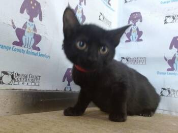 PUMPKIN -  Domestic Short Hair Cat for Adoption in Orlando, Florida - PUMPKIN | PetCurious