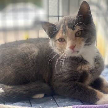 Bluebell -  Domestic Short Hair Cat for Adoption in Chesapeake, Virginia - Bluebell | PetCurious