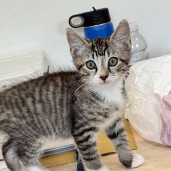 Ray Ray -  Domestic Short Hair Cat for Adoption in Baltimore, Maryland - Ray Ray | PetCurious