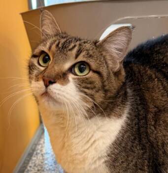 Domestic Short Hair Cats Available for Adoption in Golden, Colorado - Nala | PetCurious