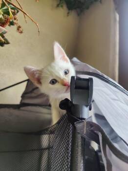 Domestic Short Hair Cats Available for Adoption in Hayward, California - Dude Malai  | PetCurious