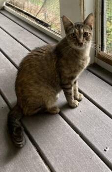 Chocolate eclair -  Tabby Cat for Adoption in Huntington, New York - Chocolate Eclair | PetCurious
