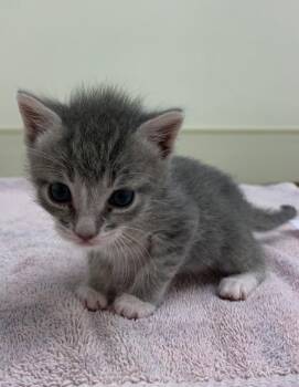 Enu -  Domestic Short Hair Cat for Adoption in Healdsburg, California - Enu | PetCurious