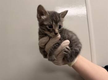IN FOSTER - RED COLLAR -  Domestic Short Hair Cat for Adoption in Ontario, California - IN FOSTER - RED COLLAR | PetCurious