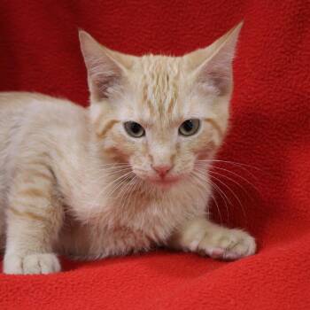 Big Boy -  Domestic Short Hair Cat for Adoption in Saint Charles, Missouri - Big Boy | PetCurious