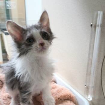 Rescue Domestic Short Hair Cats for Adoption in Reno, Nevada - Kaa | PetCurious