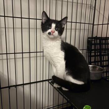 Salad -  Tuxedo Cat for Adoption in Wanaque, New Jersey - Salad | PetCurious
