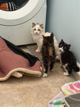 Cannoli -  Tuxedo Cat for Adoption - Cannoli | PetCurious