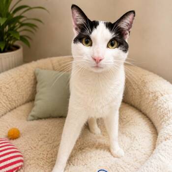Tackle Box -  Domestic Short Hair Cat for Adoption in Hopkinton, Massachusetts - Tackle Box | PetCurious