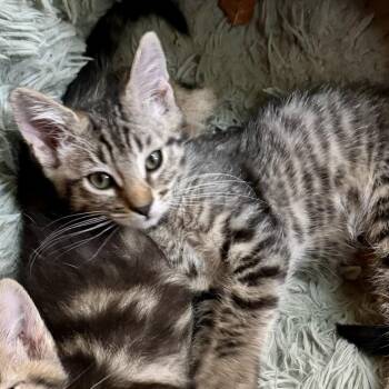 Apollo -  Domestic Short Hair Cat for Adoption in Long Beach, California - Apollo | PetCurious
