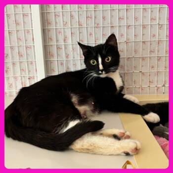 Carol -  Domestic Short Hair Cat for Adoption in Charlottesville, Virginia - Carol | PetCurious