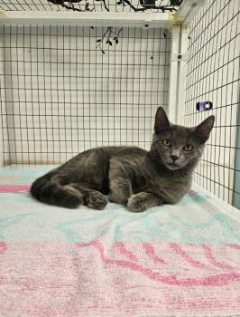 Bunny -  Domestic Short Hair Cat for Adoption in Medfield, Massachusetts - Bunny | PetCurious