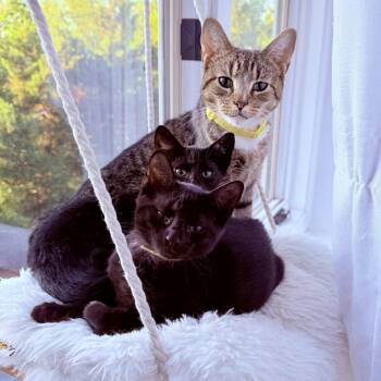 Chicken -  Domestic Short Hair Cat for Adoption in Naugatuck, Connecticut - Chicken | PetCurious