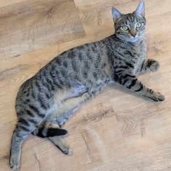 Lovey -  Tabby Cat for Adoption in Wells, Maine - Lovey | PetCurious