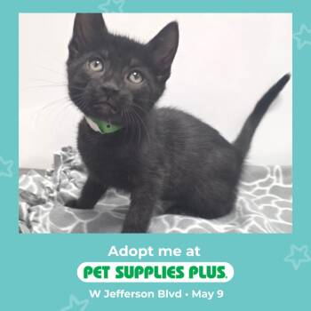 Domestic Short Hair Cats Available for Adoption in Fort Wayne, Indiana - Sir Meows Alot | PetCurious