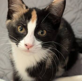 Sundae (FCID# 07/28/2026 - 14) DC -  Calico and Tabby Cat for Adoption in Greenville, Delaware - Sundae (FCID# 07/28/2026 - 14) DC | PetCurious