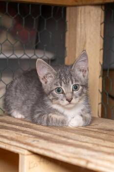 Glentana -  Tabby Cat for Adoption in Cardwell, Montana - Glentana | PetCurious