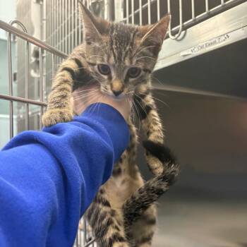 Domestic Short Hair Cats Available for Adoption in Greensboro, North Carolina - Cuatro | PetCurious