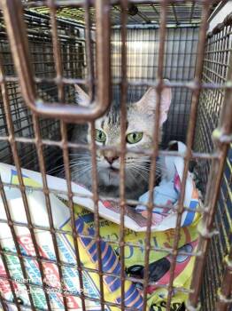 2-16 -  Domestic Short Hair Cat for Adoption in San Antonio, Texas - 2-16 | PetCurious
