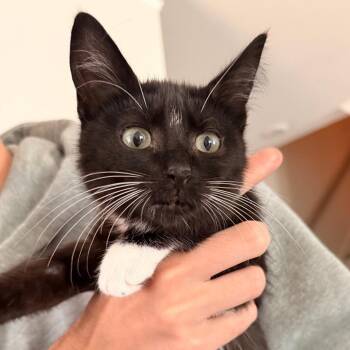 Marshall (red) -  Domestic Short Hair Cat for Adoption in Inman, South Carolina - Marshall (red) | PetCurious