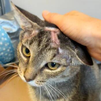 Alexander Skarsgard -  Domestic Short Hair Cat for Adoption in Abingdon, Maryland - Alexander Skarsgard | PetCurious