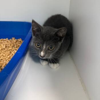 Rescue Domestic Short Hair Cats for Adoption in Port Richey, Florida - Kilian | PetCurious