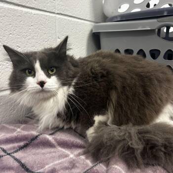 Ezra -  Domestic Medium Hair Cat for Adoption in Spruce Pine, North Carolina - Ezra | PetCurious