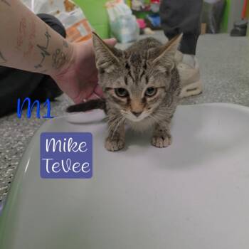 Mike Tevee -  Domestic Short Hair Cat for Adoption in Parkersburg, West Virginia - Mike Tevee | PetCurious