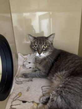 Rescue Domestic Short Hair Cats for Adoption in Arlington, Washington - Soft Paws | PetCurious