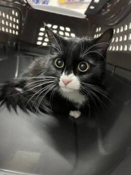 Poppet -  Domestic Medium Hair Cat for Adoption in Sacramento, California - Poppet | PetCurious