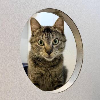 Ivy -  Domestic Short Hair Cat for Adoption in Pittsburgh, Pennsylvania - Ivy | PetCurious