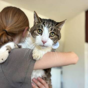 Riley -  Domestic Short Hair Cat for Adoption in Ramona, California - Riley | PetCurious