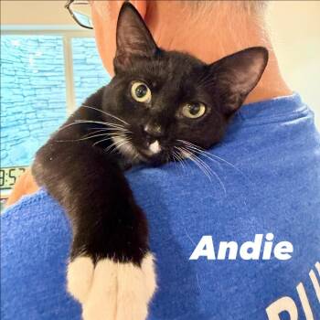 Andie Silverman -  Domestic Short Hair Cat for Adoption in Eagle Mountain, Utah - Andie Silverman | PetCurious