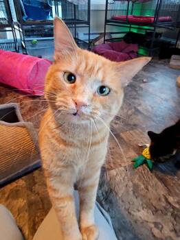 Rescue Domestic Short Hair Cats for Adoption in Freeland, Michigan - Sage | PetCurious